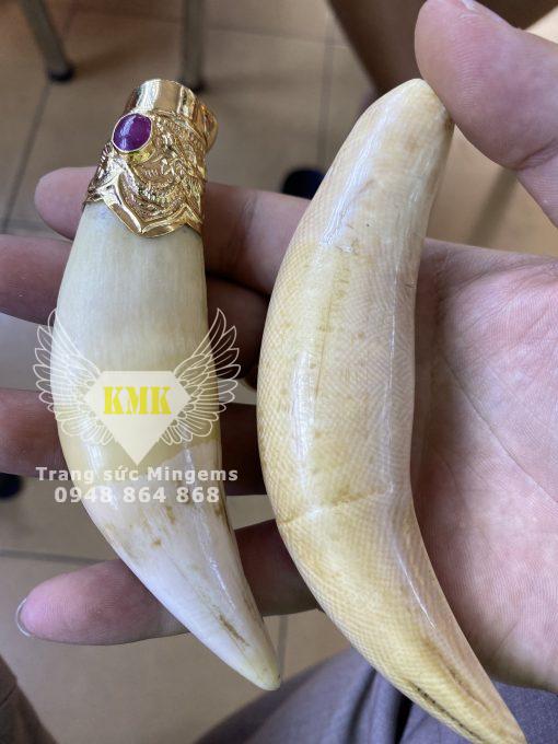 nanh hổ bọc vàng 18k