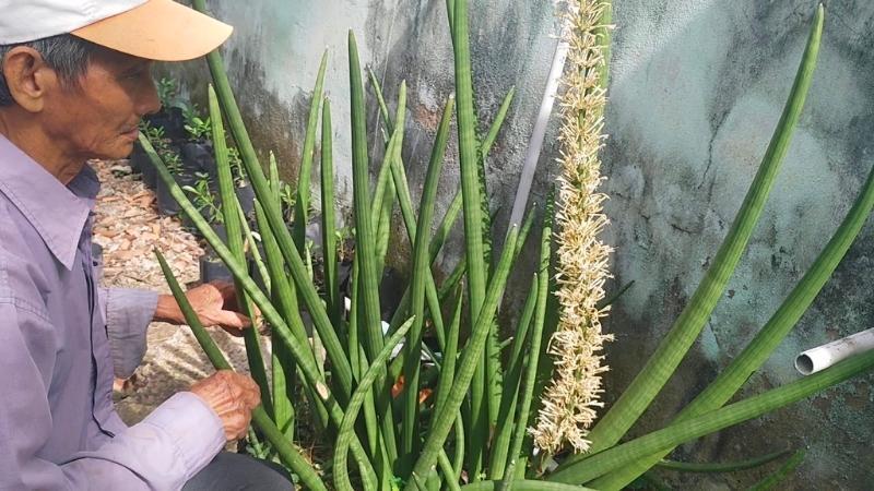 cay nga voi phong thuy hop menh nao