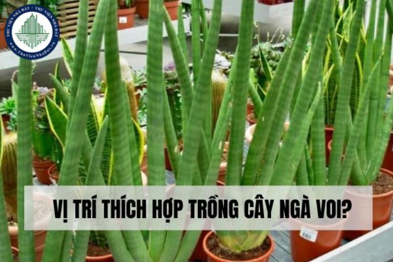 Ngà voi phong thủy hợp mệnh Kim mang lại may mắn tài lộc